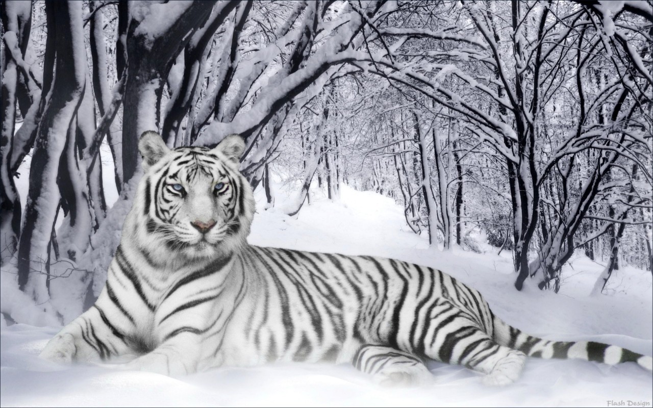 White Tiger, Savers Wallpapers - Beautiful White Tiger - HD Wallpaper 