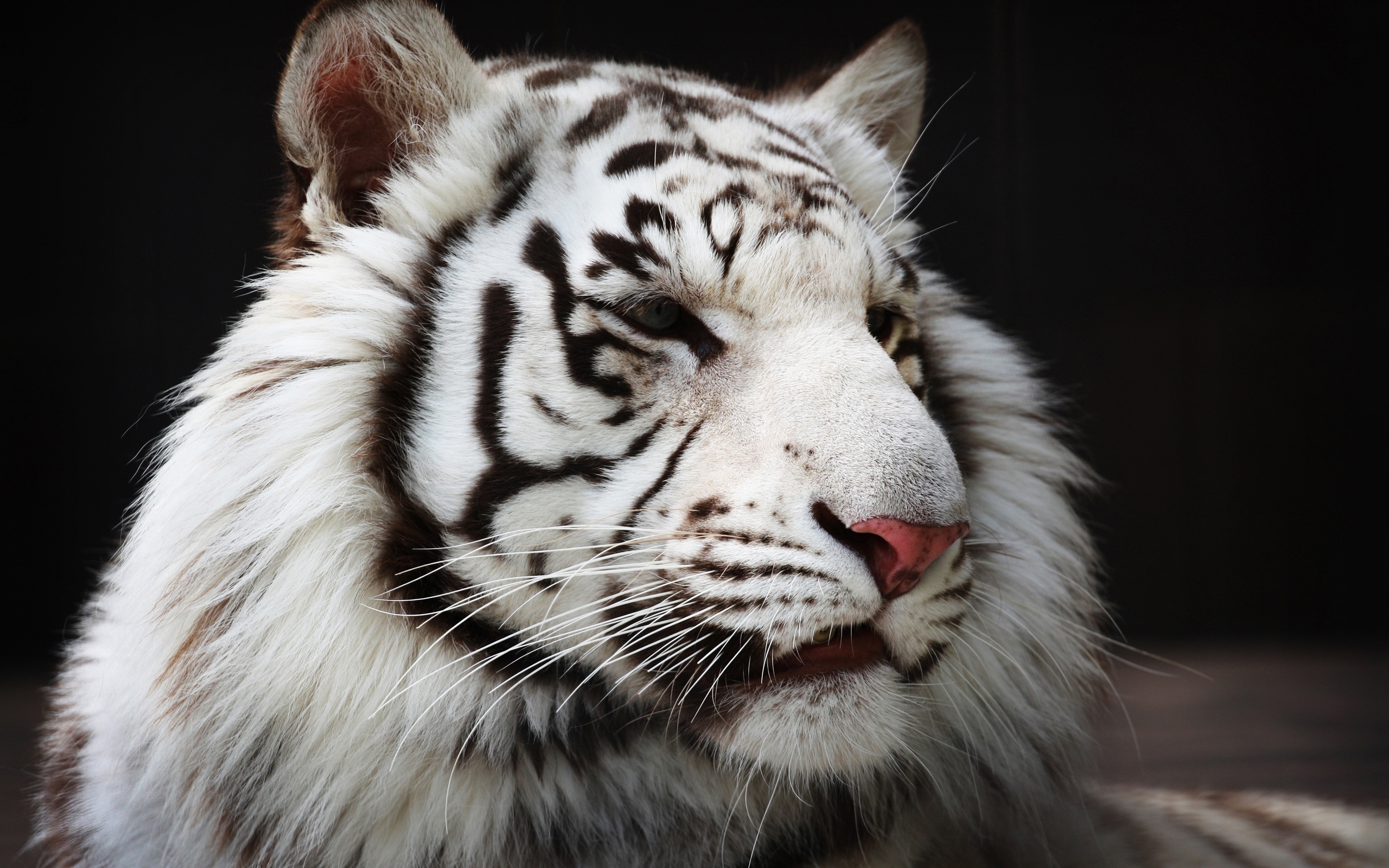 Cute White Tiger Wallpaper Hd - HD Wallpaper 