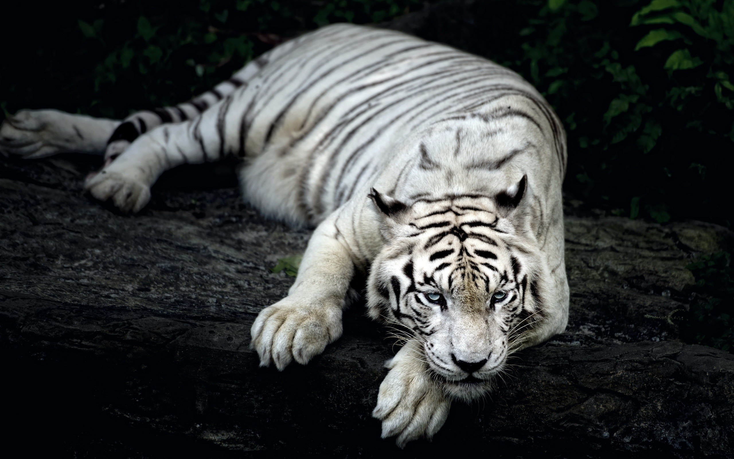 Wallpaper White Tiger Rest - Singapore Zoo - HD Wallpaper 