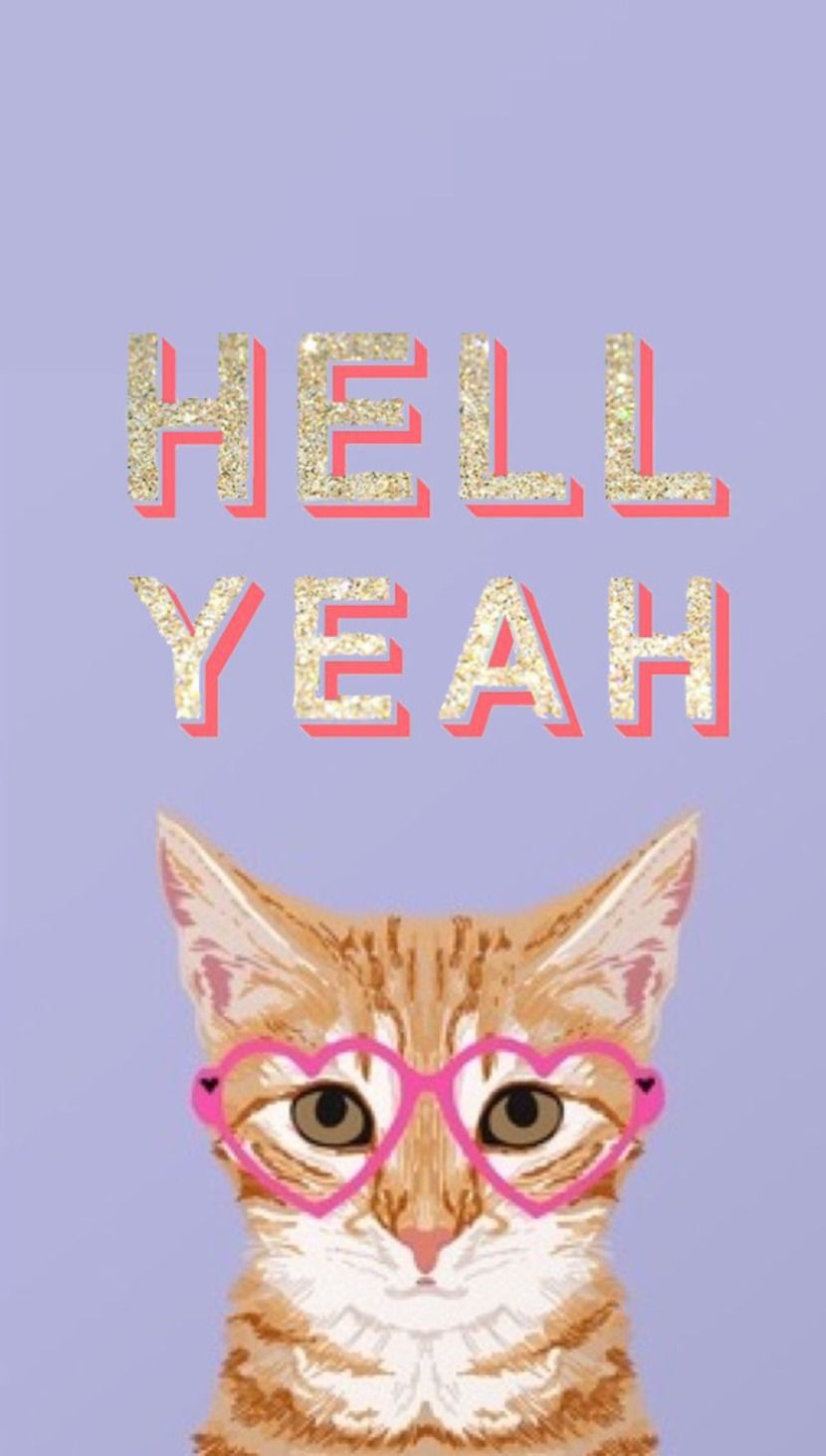 Domestic Short-haired Cat - HD Wallpaper 