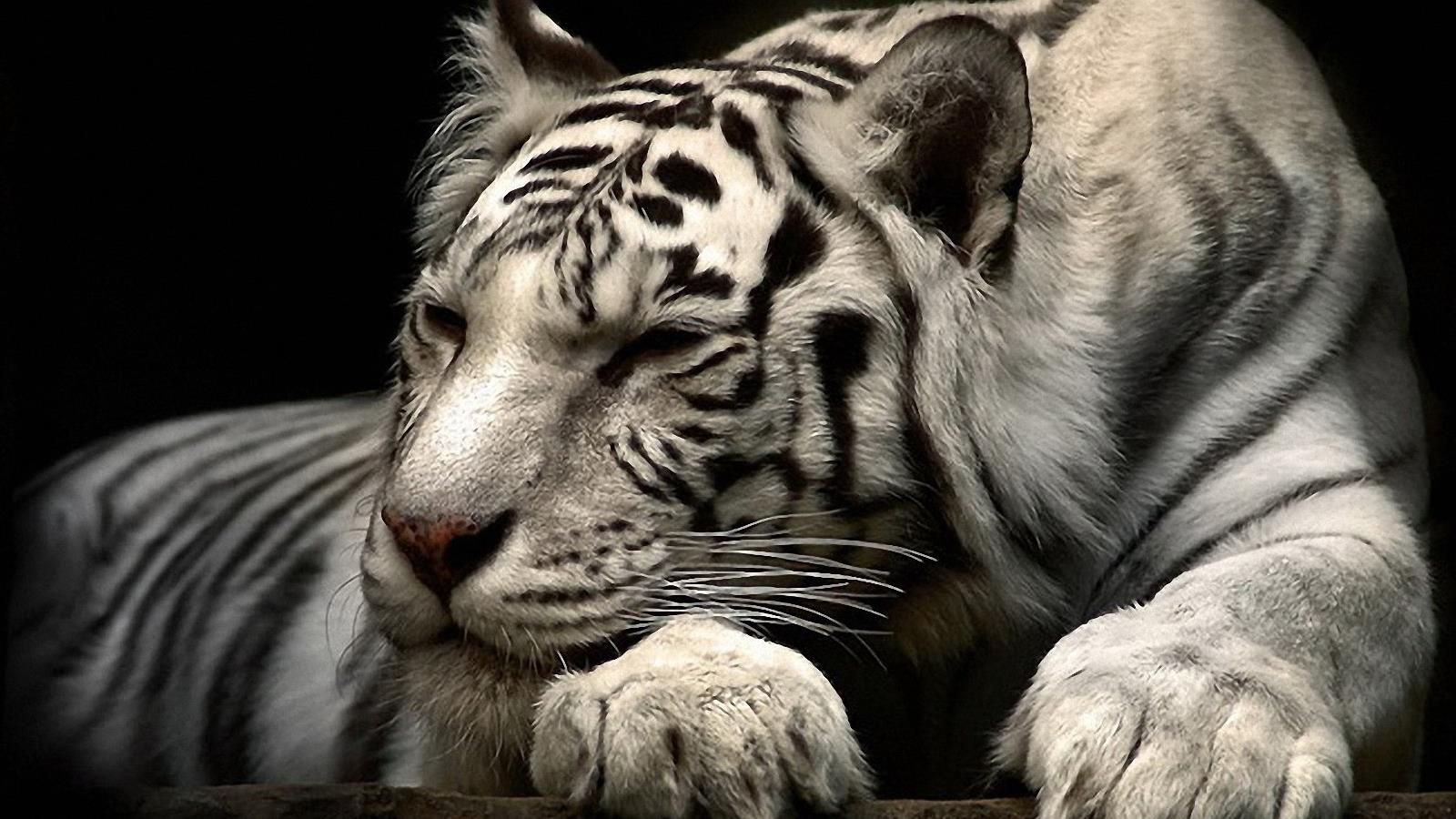 White Tigers - HD Wallpaper 