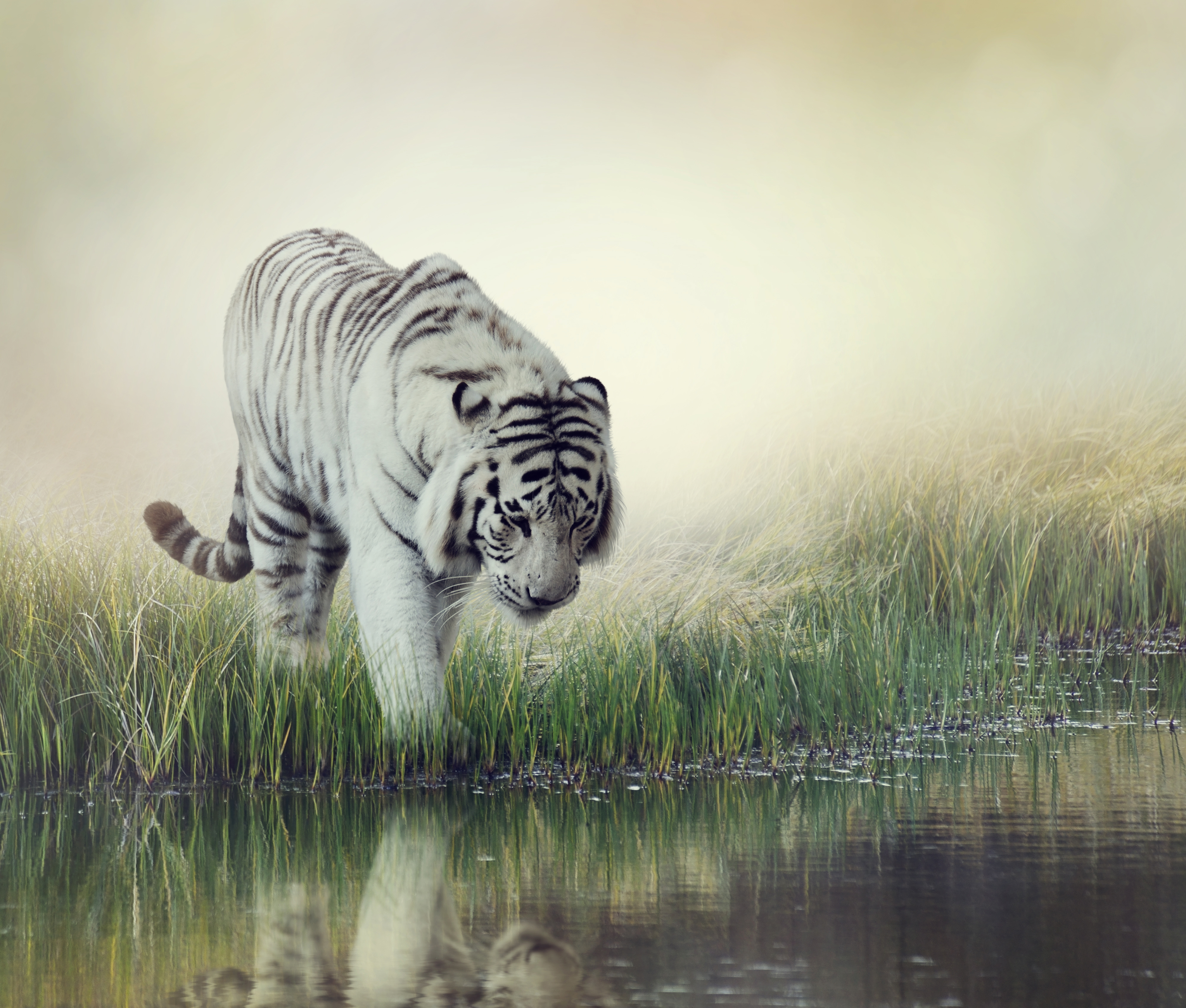 Hd Animals Wallpaper With Blur - HD Wallpaper 