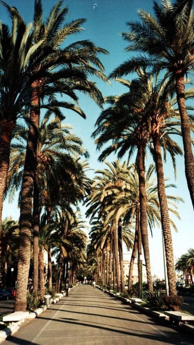 Palm Trees Wallpaper Iphone - HD Wallpaper 