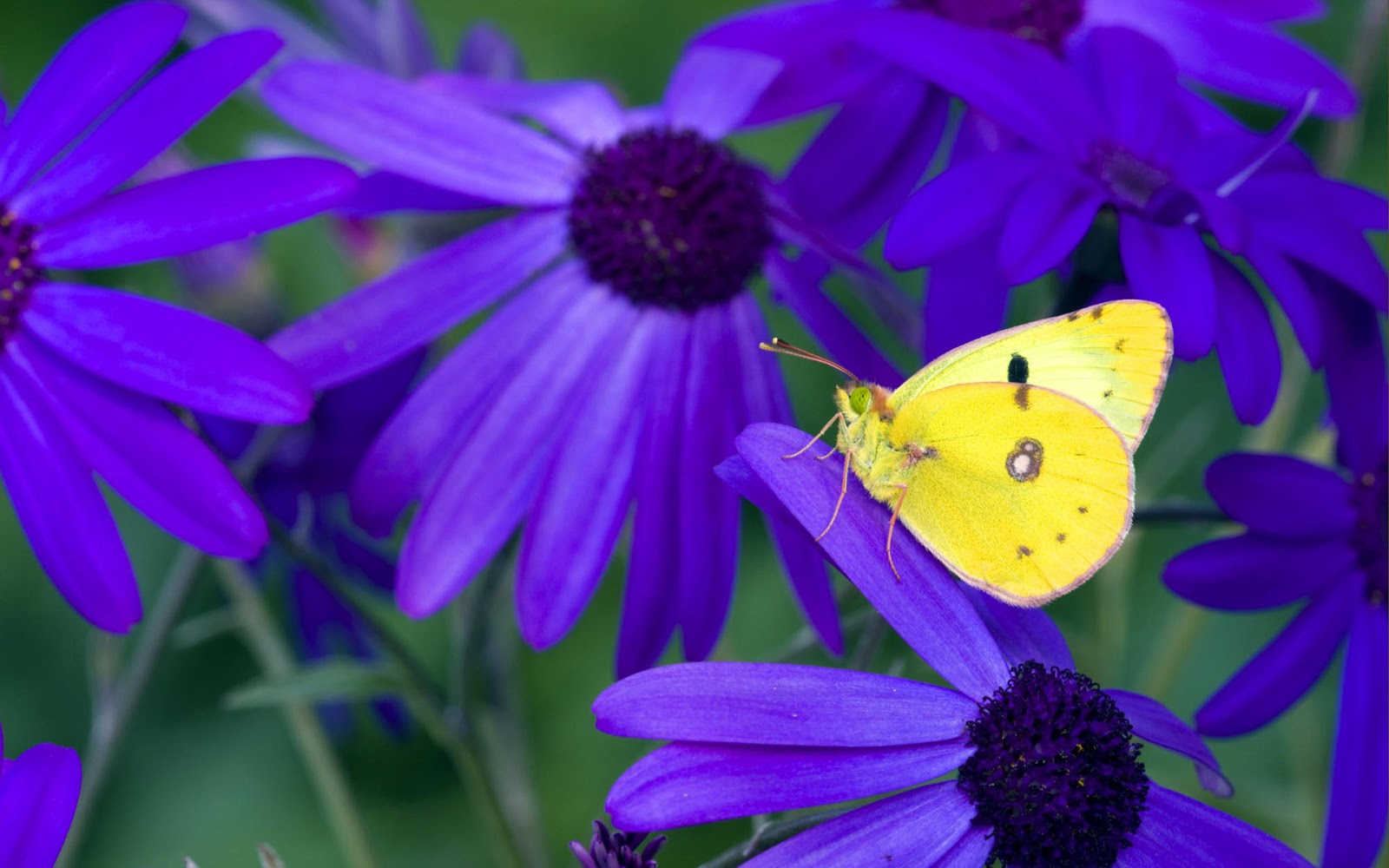Purple Butterfly And Yellow Flower - HD Wallpaper 