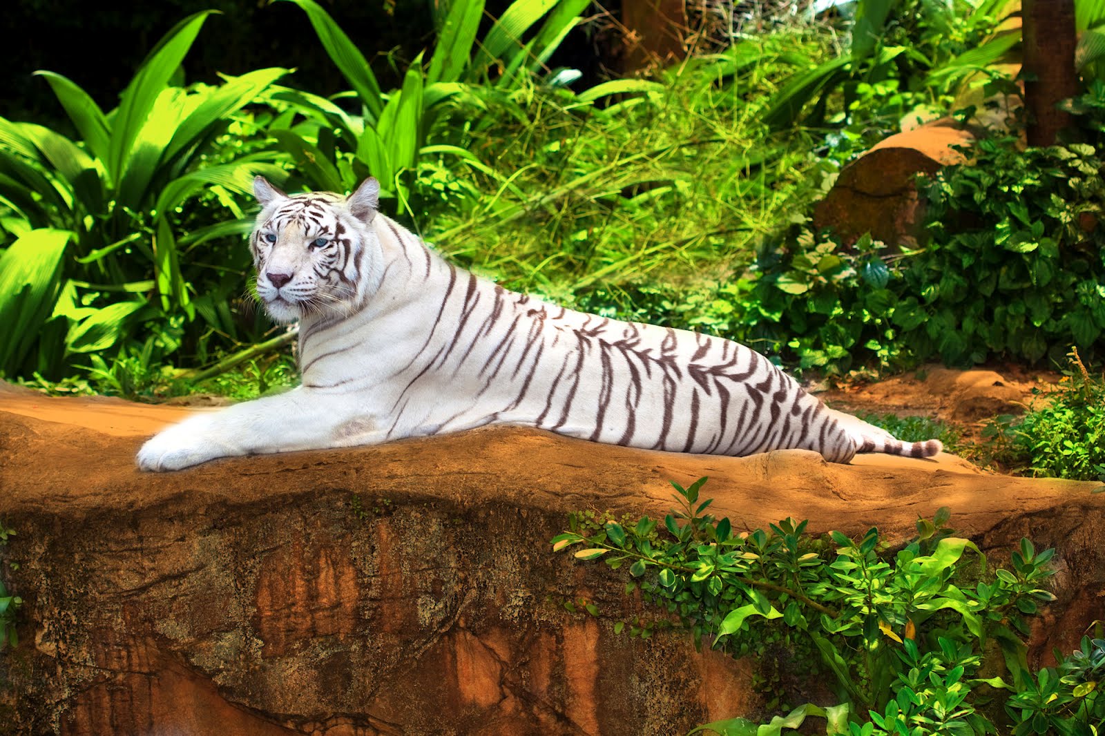 Singapore Zoo - HD Wallpaper 
