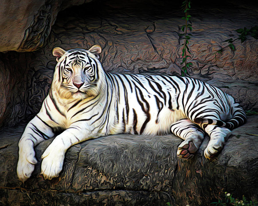 Tigre Blanc - HD Wallpaper 