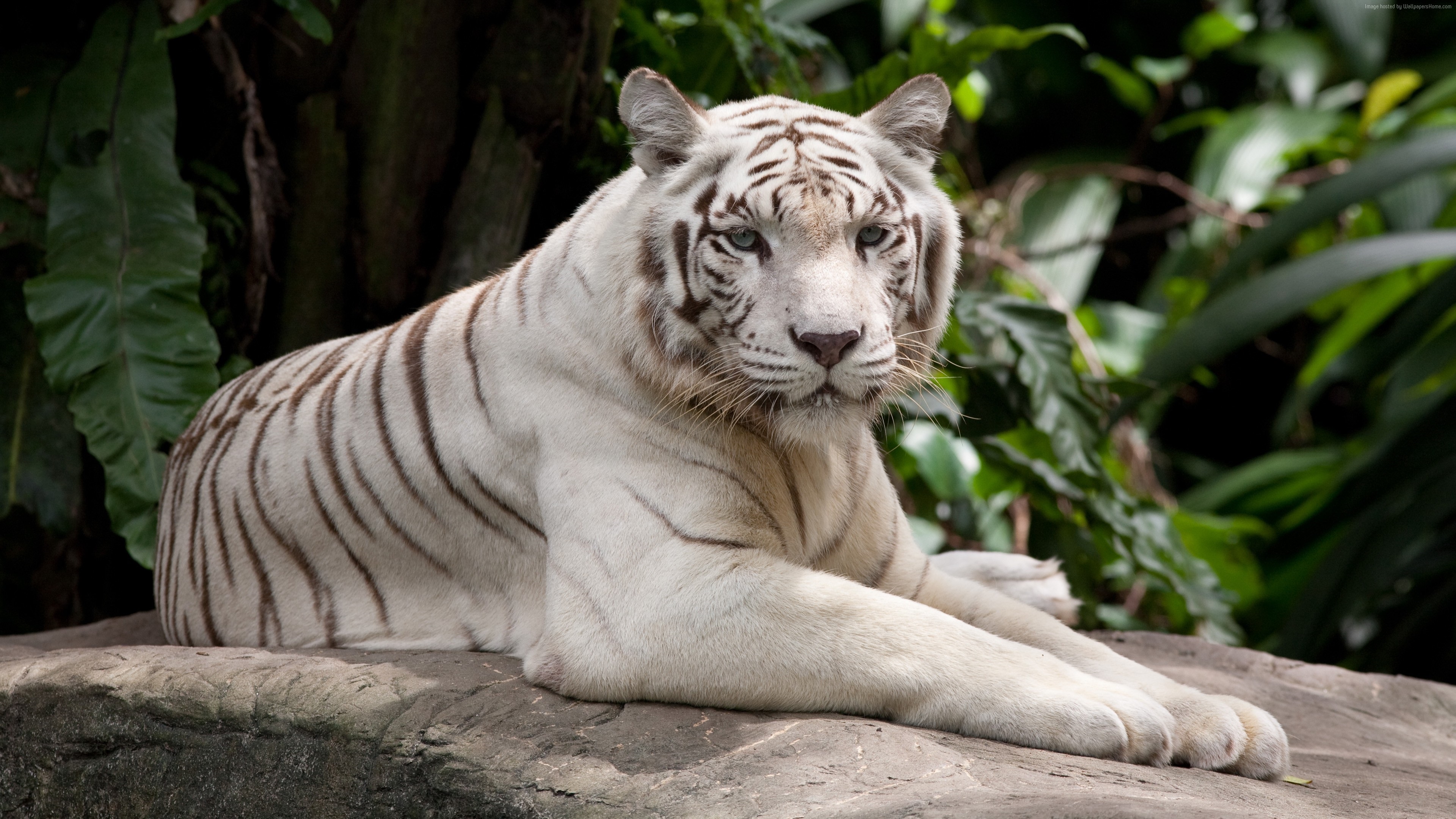 Wallpaper White Tiger Have A Rest - Singapore Zoo - HD Wallpaper 
