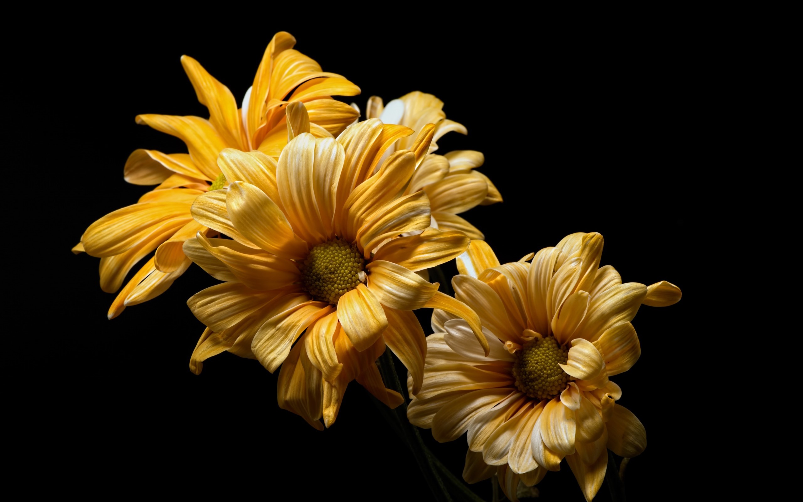 Wallpaper Yellow Flowers Close-up, Black Background - Flowers On Black Background - HD Wallpaper 