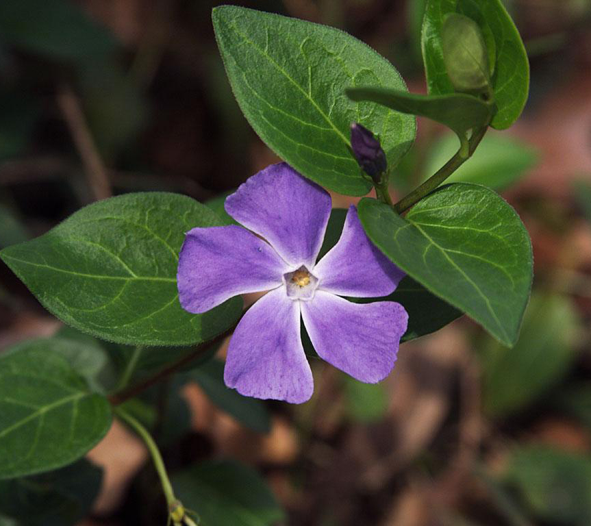 Dro#size Versions Of Standard Pc Windows Wallpapers - Purple Flower Wallpaper Windows - HD Wallpaper 