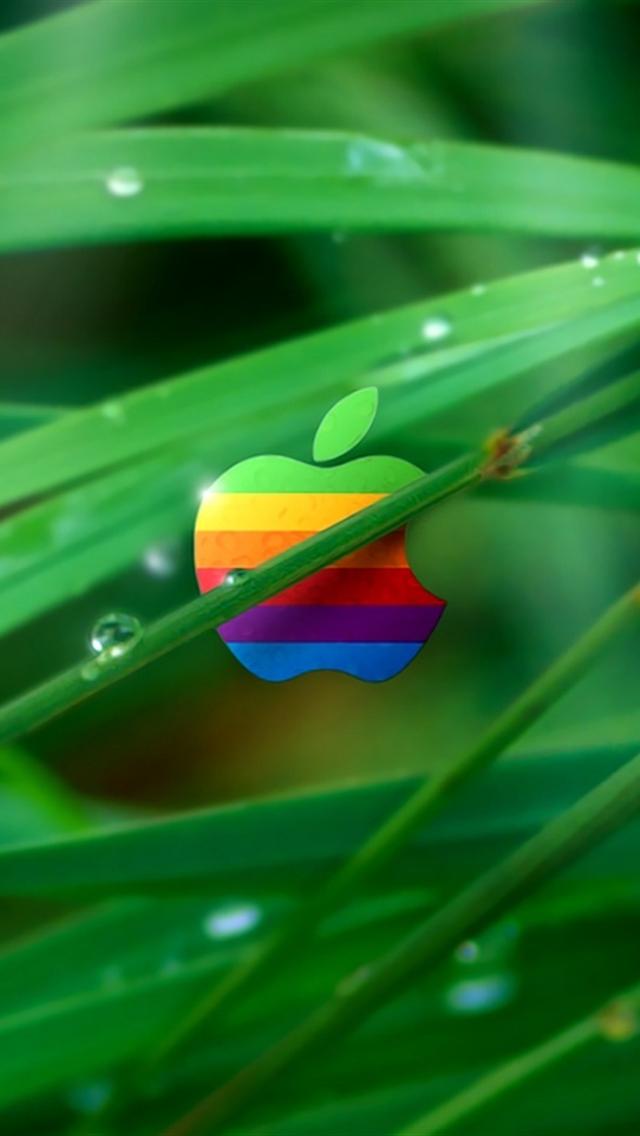 Green Grass And Dew Iphone 5s Wallpaper - Apple Wallpaper Iphone Colorful - HD Wallpaper 