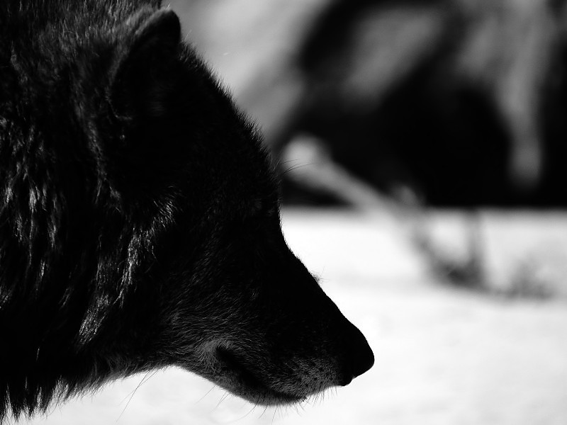 Black Wolf Desktop Pc Wallpaper Hd - Black Wolf White Background - HD Wallpaper 