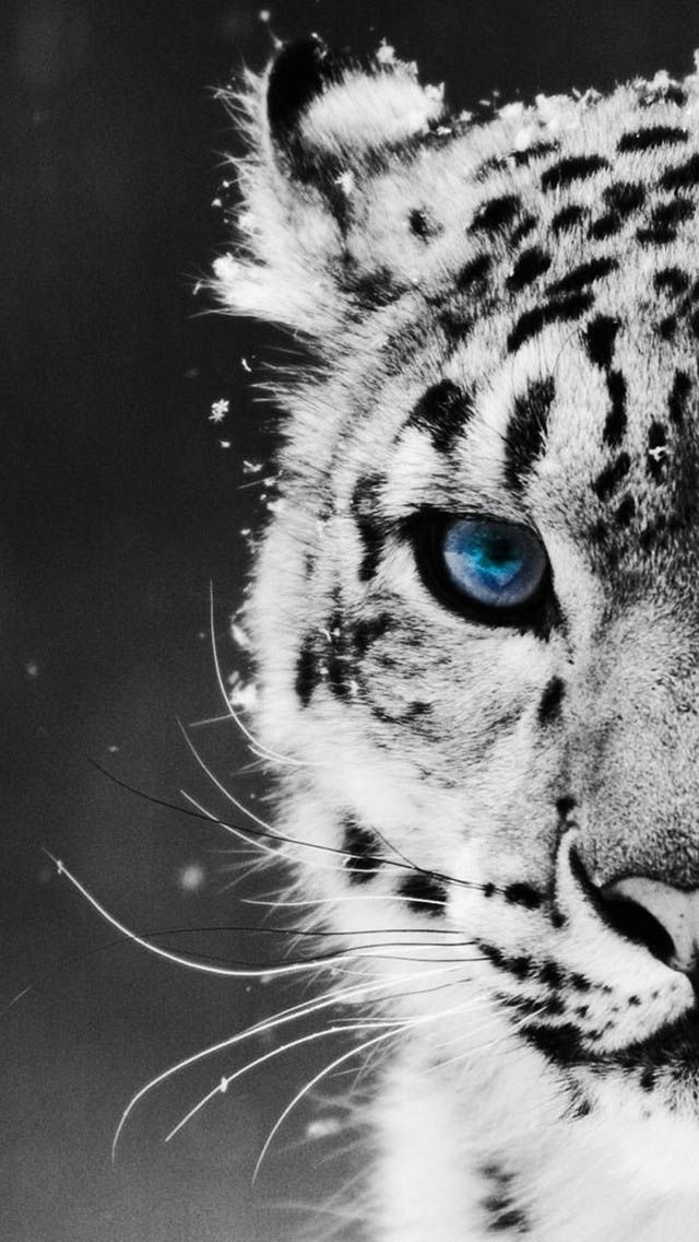 White Tiger Wallpaper For Iphone - HD Wallpaper 