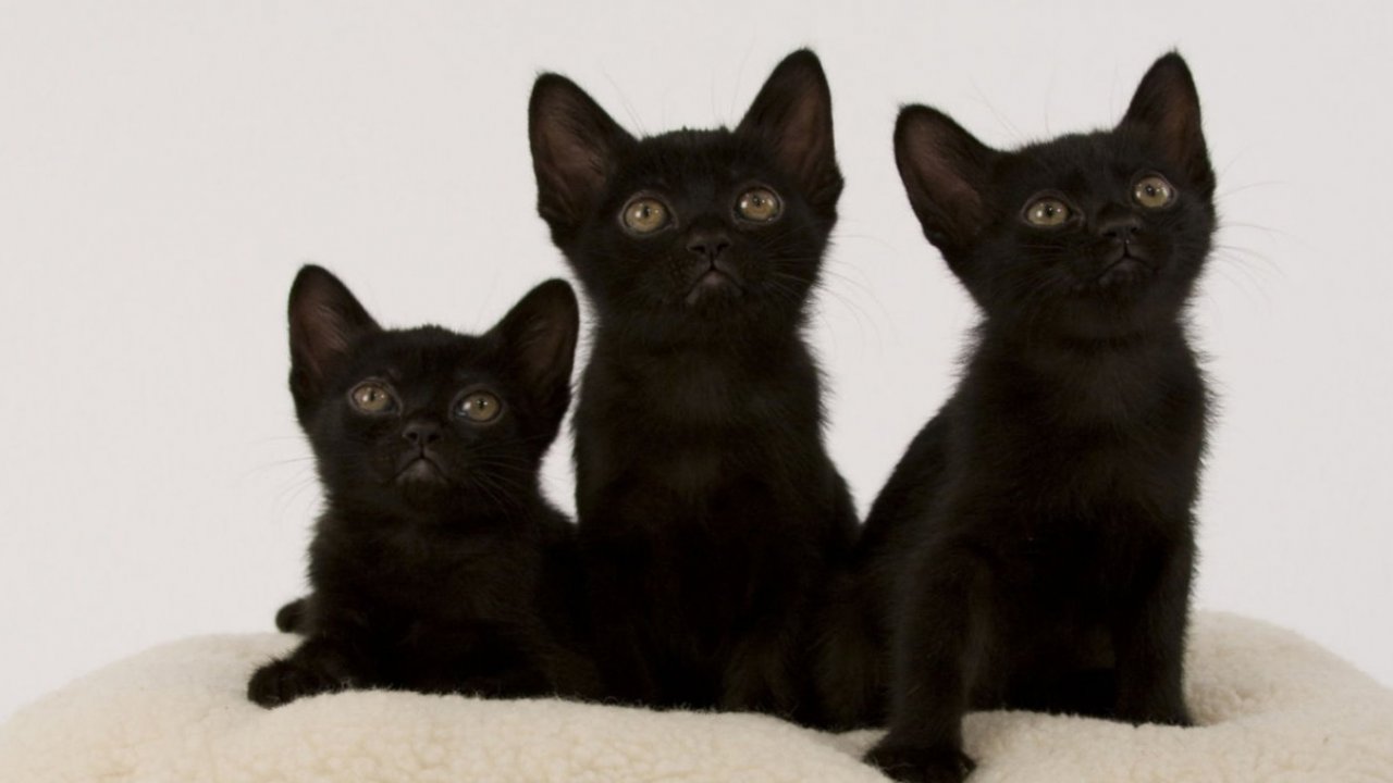 Hd Cat Wallpapers, Cute Cat Photos, Free Cat Images, - Black Cat - HD Wallpaper 