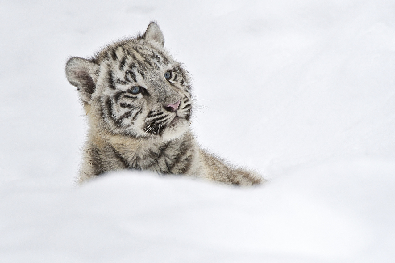 Baby Snow Tigers - HD Wallpaper 