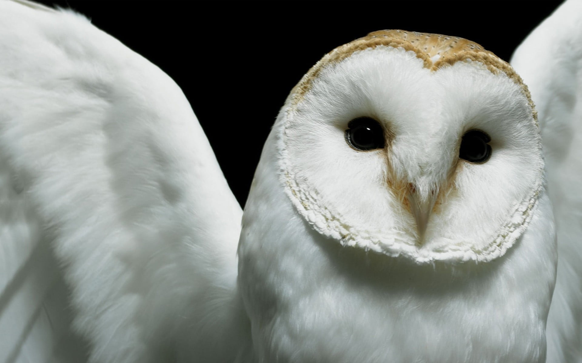 White Owl - HD Wallpaper 