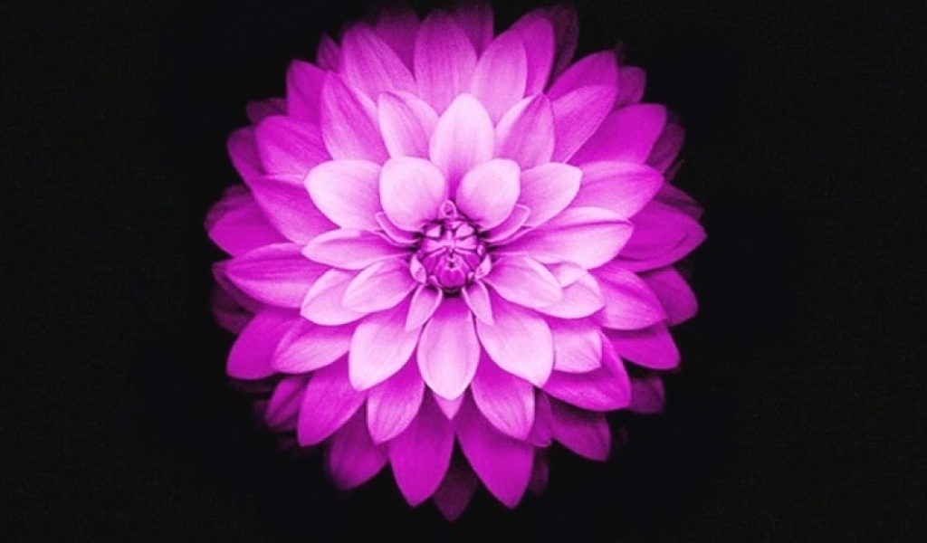 Galaxy Flower - HD Wallpaper 