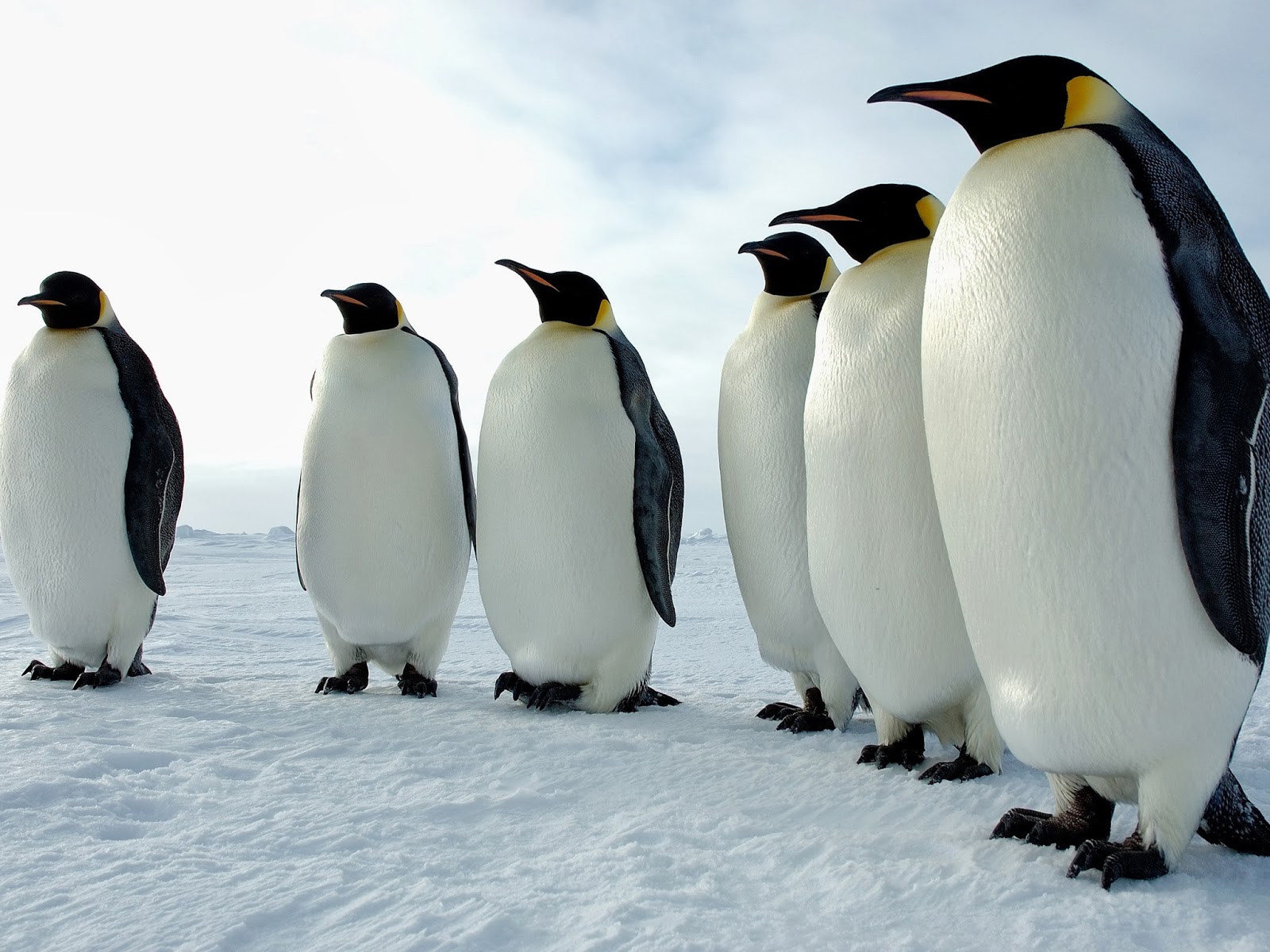 Penguins
linux Penguin Wallpapers Group - Disappointed Penguin - HD Wallpaper 