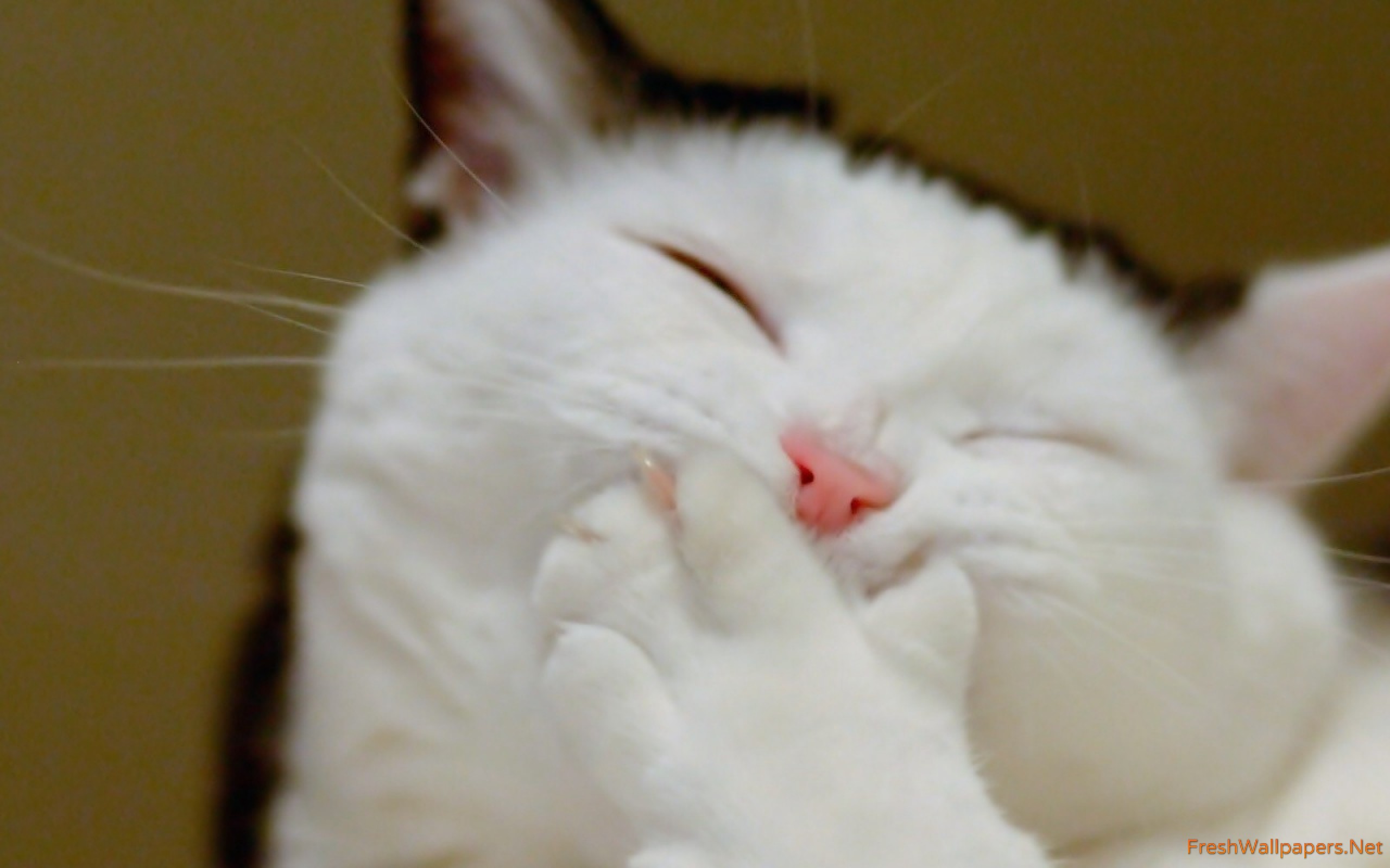 Cat - HD Wallpaper 