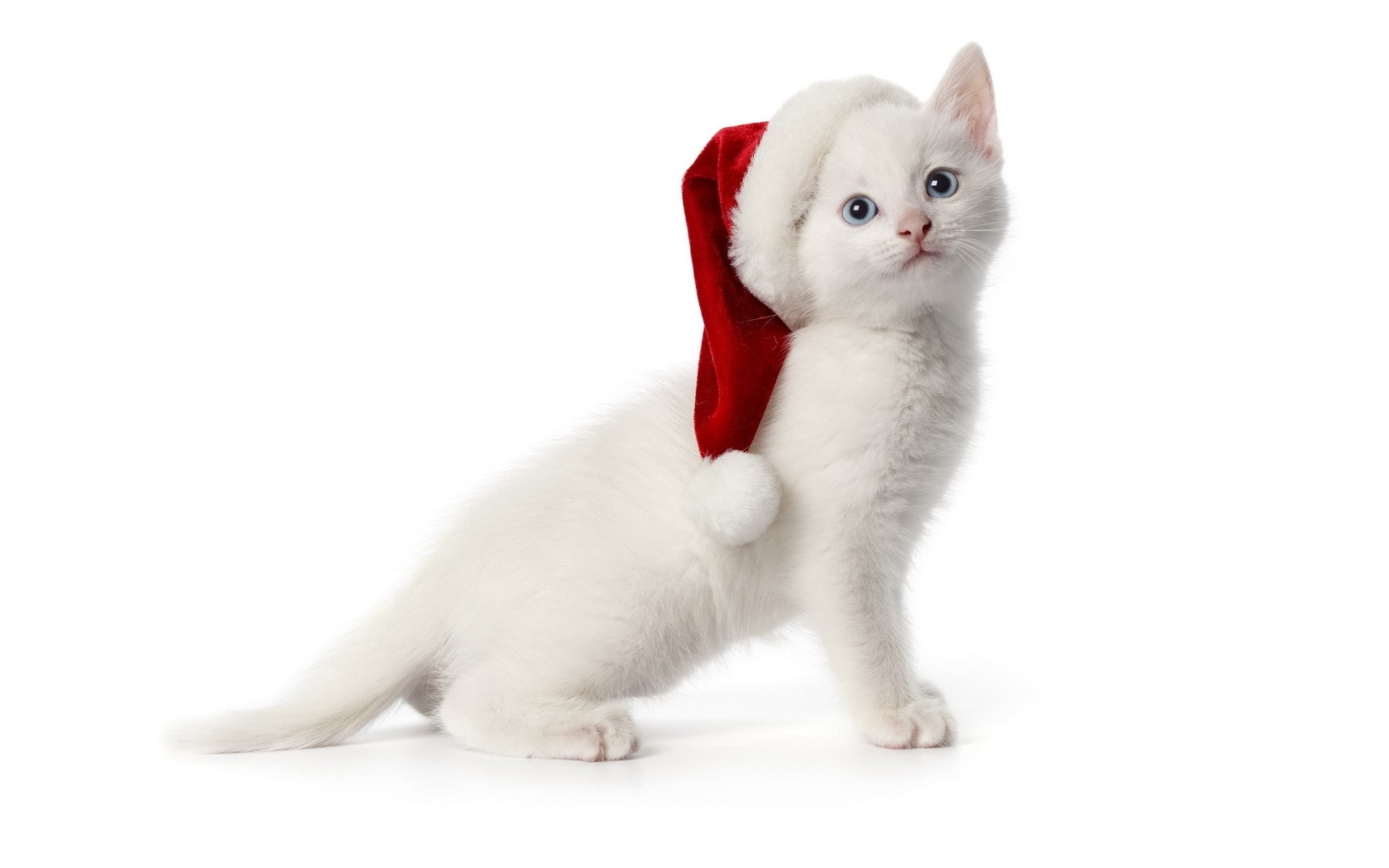 White, Santa, Cat, Full, Hd, Wallpaper, Download, Free, - Christmas Cat Transparent Background - HD Wallpaper 
