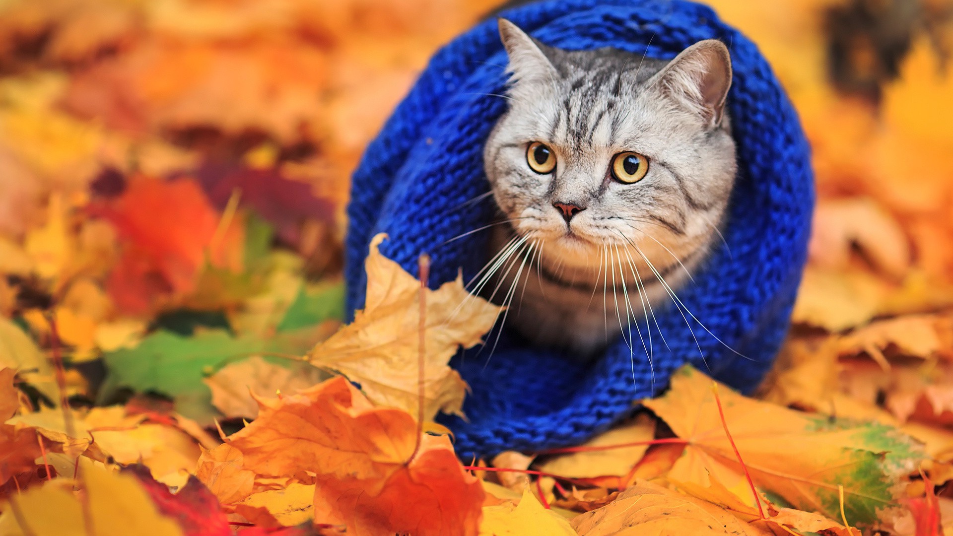 Fall Cat Desktop Backgrounds - HD Wallpaper 