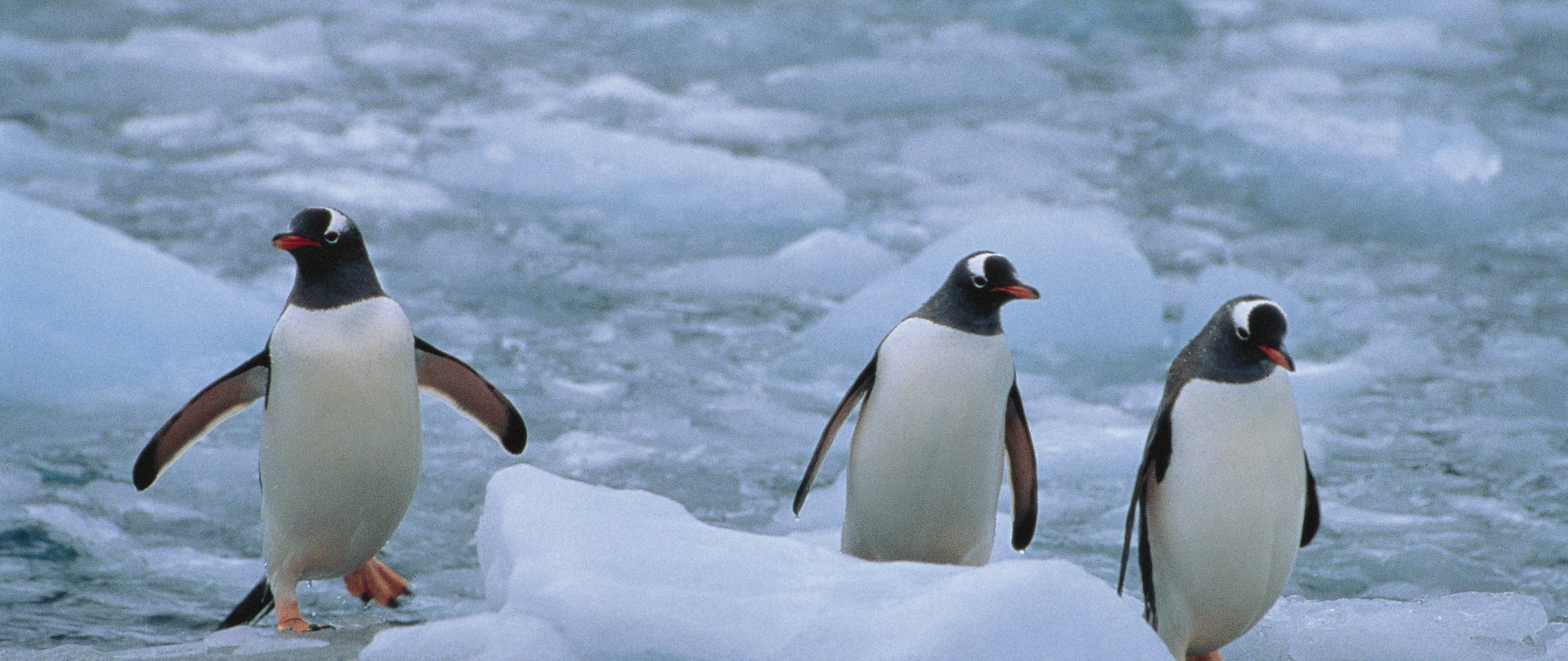 Wallpaper Penguins, Three, Linux, North - 2560 X 1080 Penguin - HD Wallpaper 