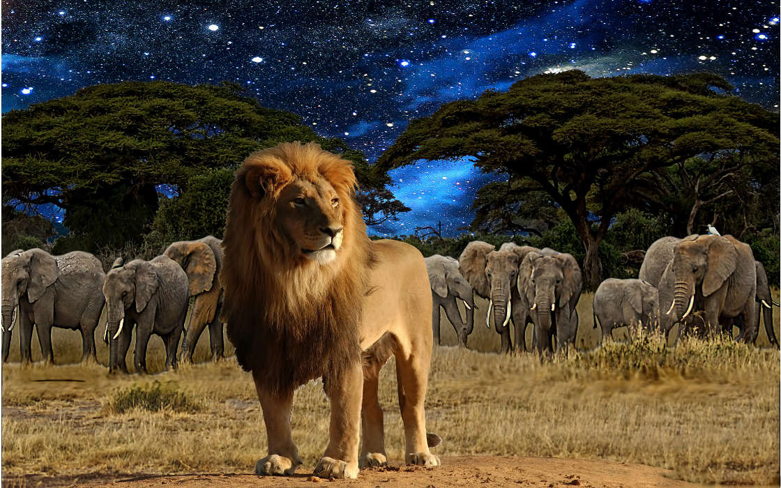 Download Mobile Wallpaper Animals, Lions For Free - HD Wallpaper 