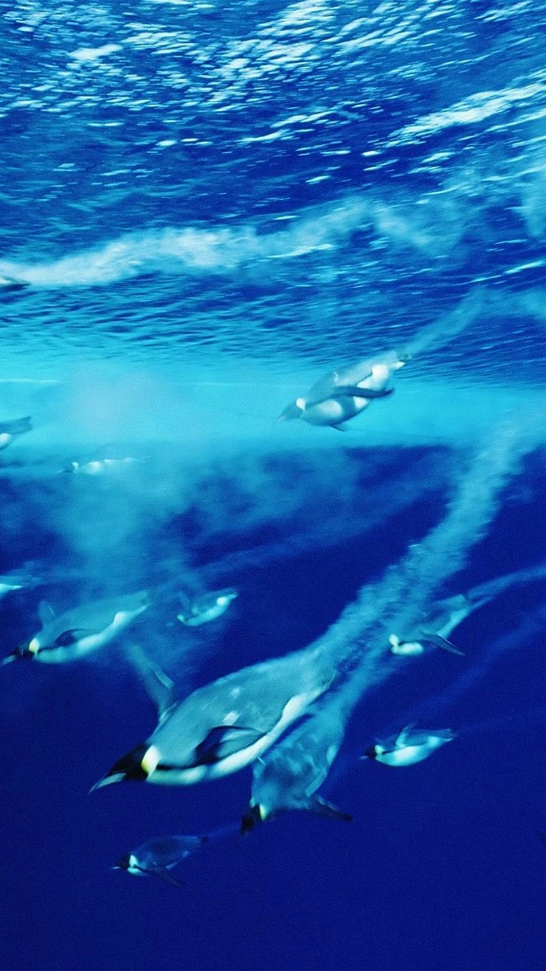 Iphone X Penguin Wallpaper Resolution - Do Penguins Use Their Wings