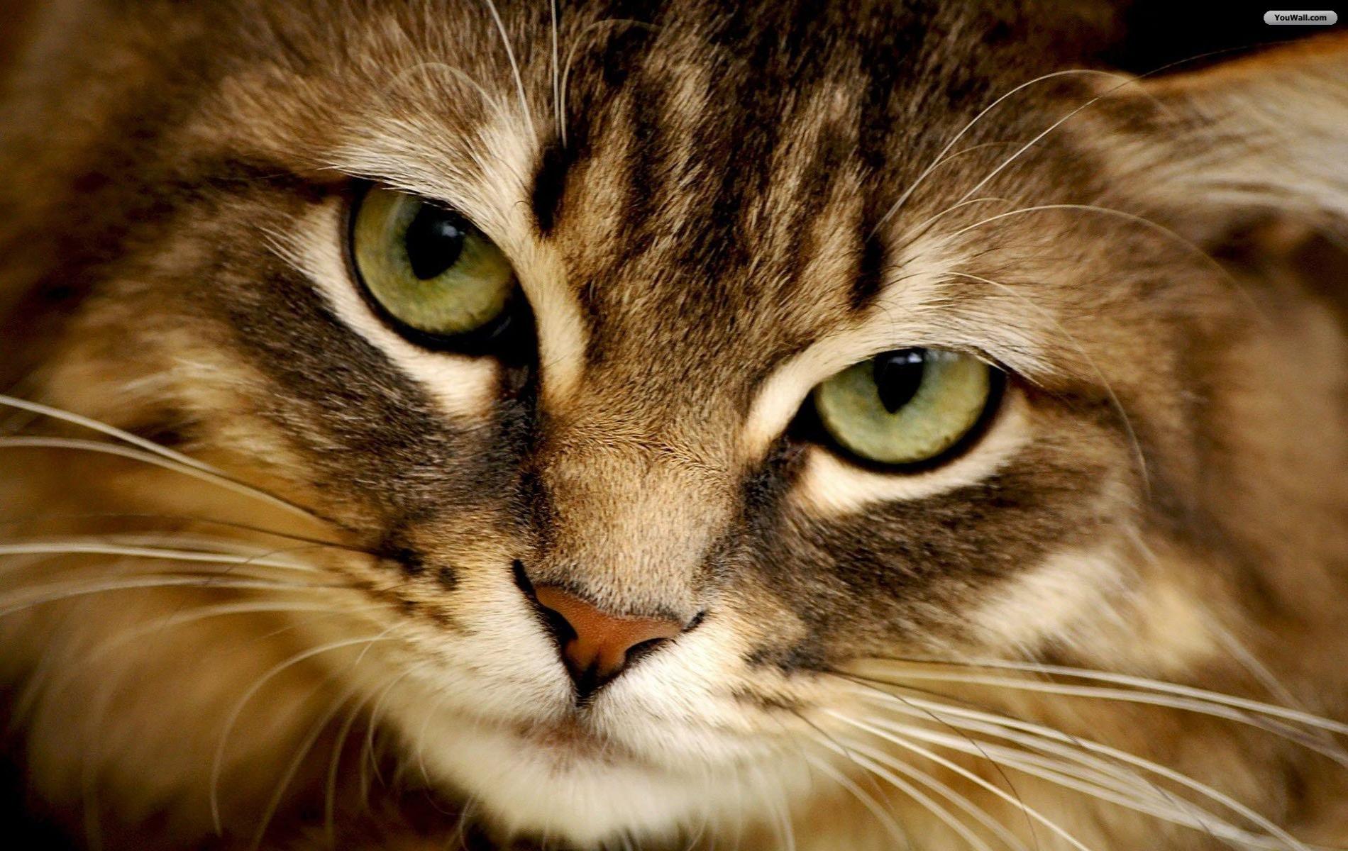 Cat Face Wallpaper - High Quality Cat Face - 1900x1200 Wallpaper