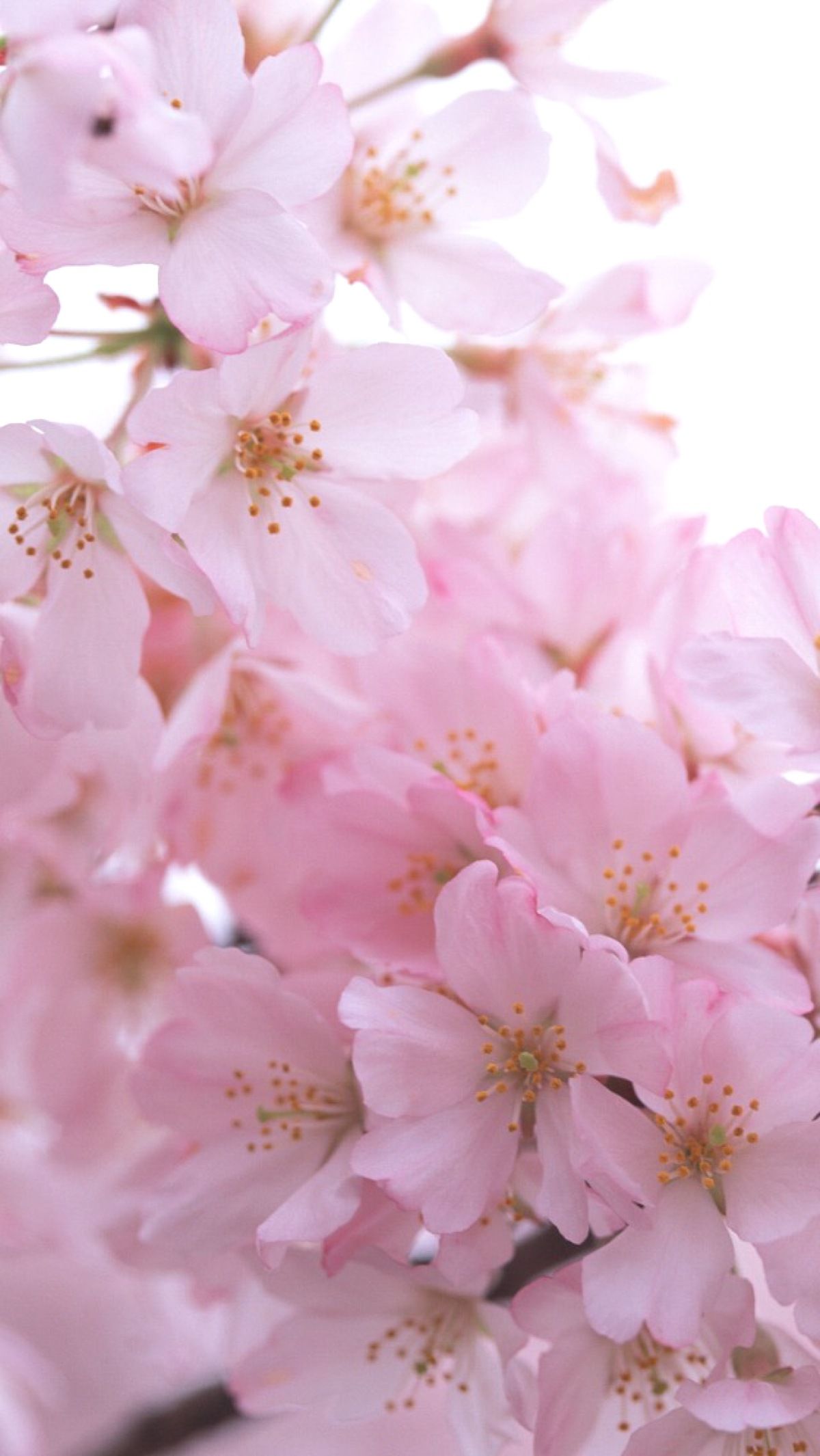 4k Flower Wallpaper For Iphone - 1200x2130 Wallpaper 4k Flower Wallpaper For Iphone - 1200x2130 Wallpaper