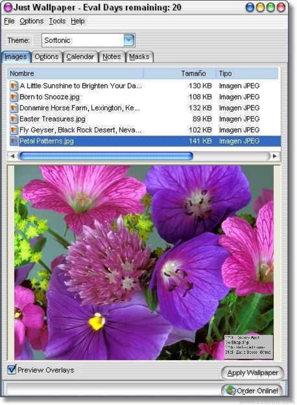 Just Wallpaper - Hoa Bích Ngọc - HD Wallpaper 