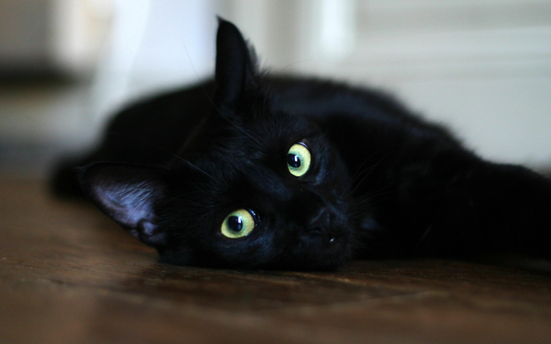 Black Cat Awesome - HD Wallpaper 