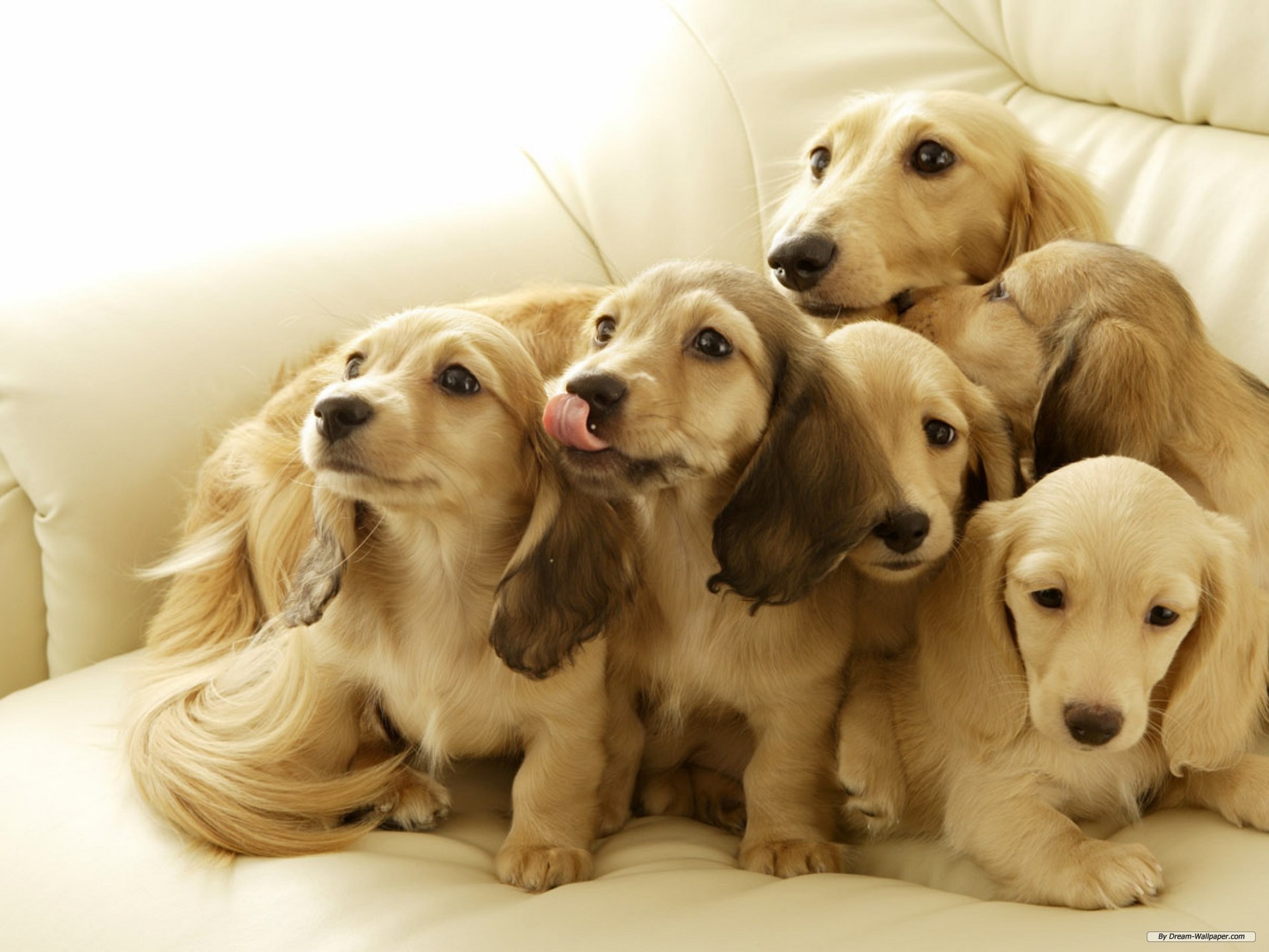 Free Animal Wallpaper - Family Of Dogs - HD Wallpaper 