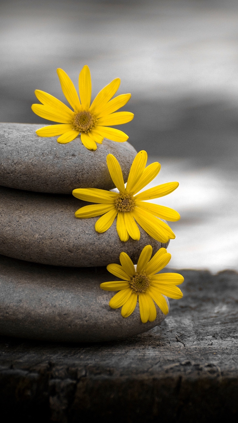 Wallpaper Close-up, Stones, Flowers, Green, Yellow - HD Wallpaper 