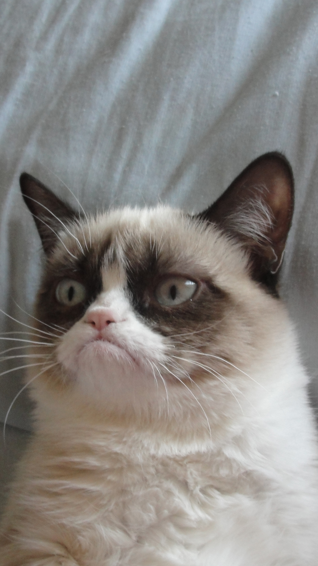 Grumpy Cat Hd - HD Wallpaper 