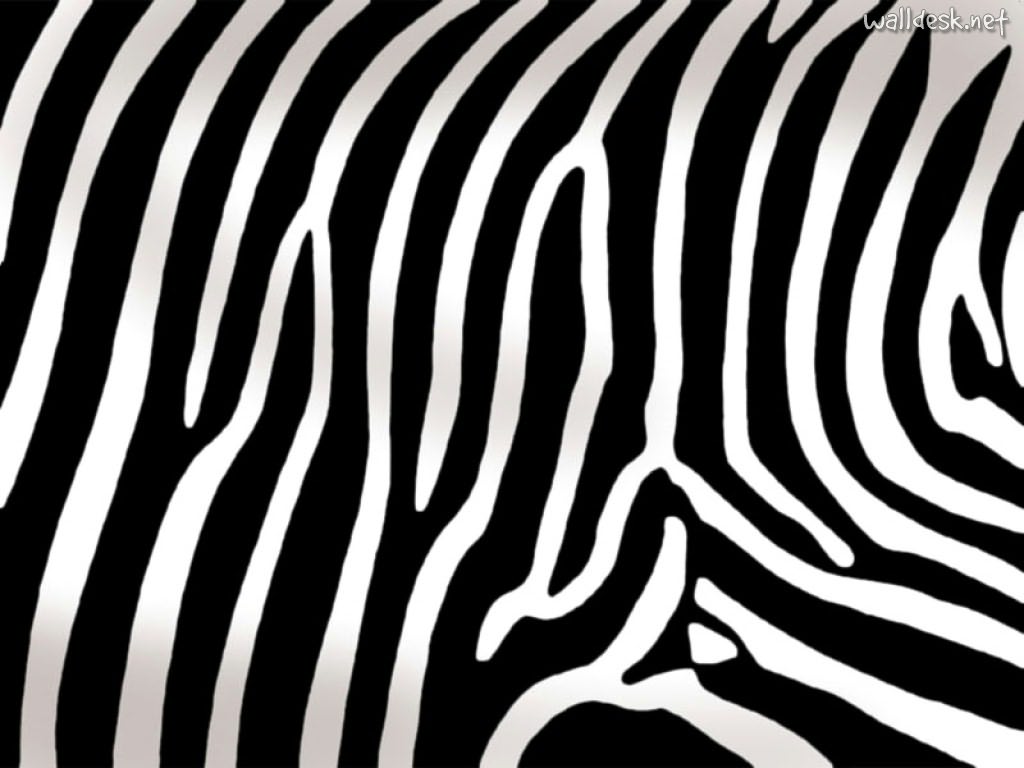 zebra animal print 2018 best zebra animal print 2018 best