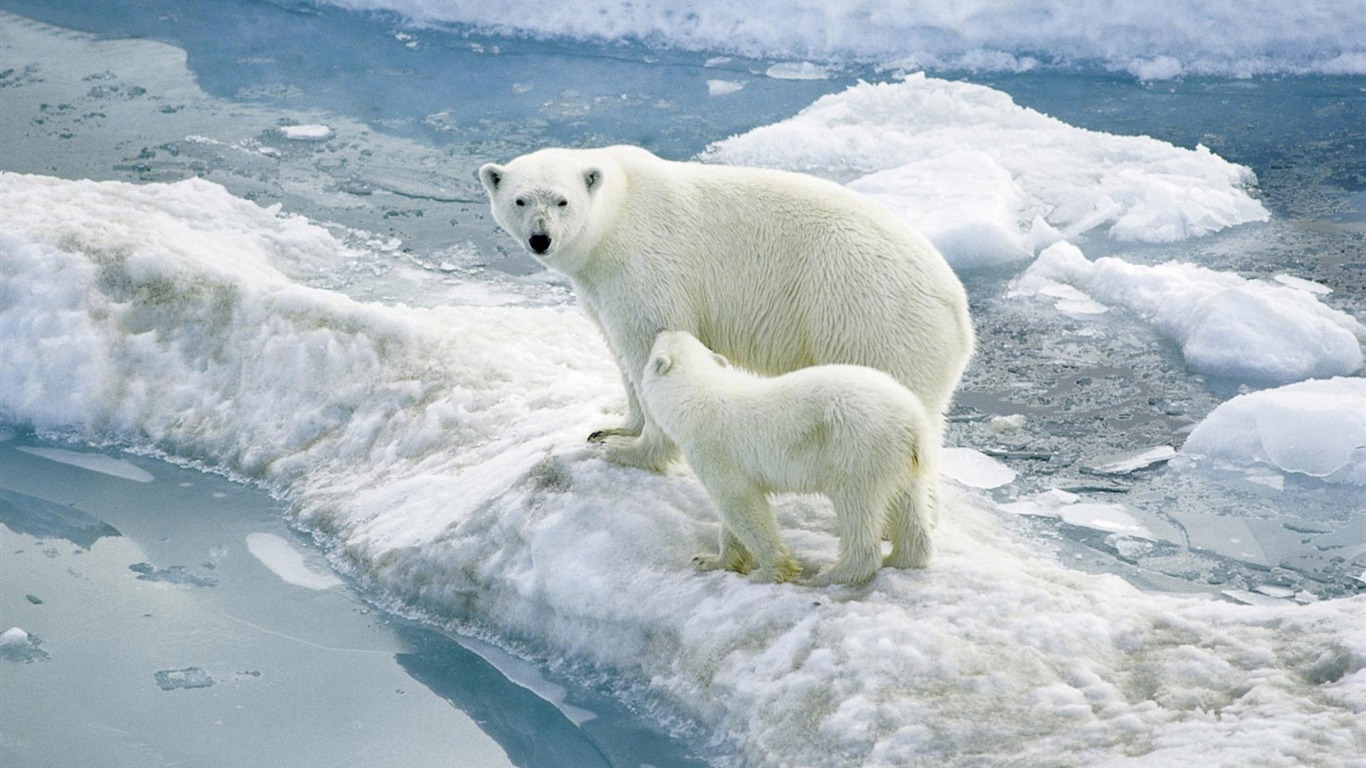 Animal Colecci N De Animales Fondos Pantalla 268363 - Desktop Background Polar Bear - HD Wallpaper 