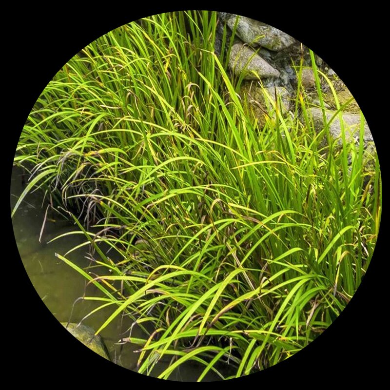 Grass - HD Wallpaper 