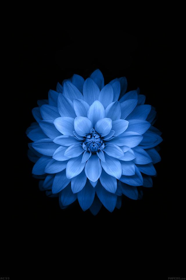 Iphone Wallpapers Red Flower - HD Wallpaper 