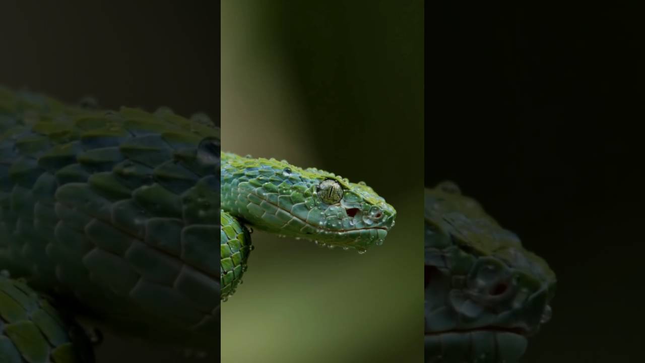 Lizard - HD Wallpaper 