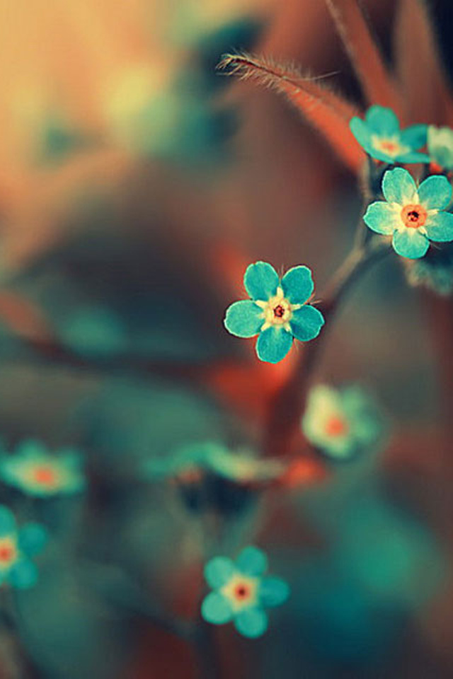 Flower Wallpapers For Iphone 5 White Daisies Flowers - Dont Leave Me Quotes - 640x960 Wallpaper Flower Wallpapers For Iphone 5 White Daisies Flowers - Dont Leave Me Quotes - 640x960 Wallpaper