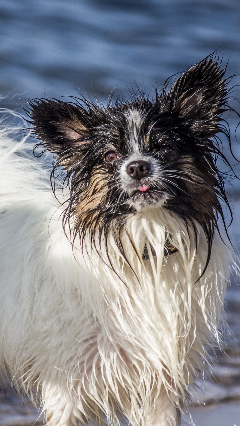 Wallpaper Dog, Furry, Wet, Cool - Wet White Fur - HD Wallpaper 