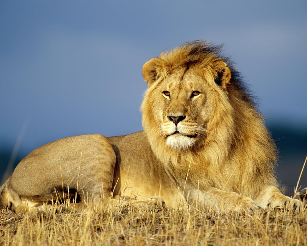 Wildlife Photography Lion Hd - HD Wallpaper 