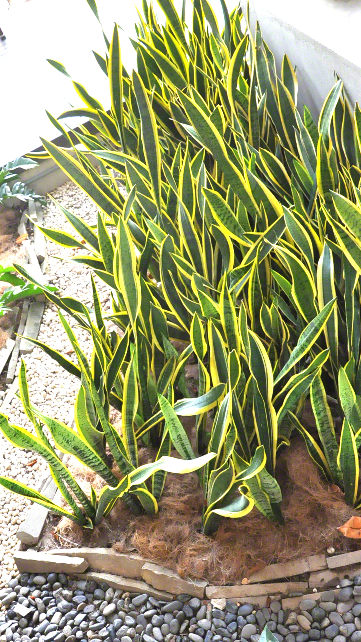 Grass - HD Wallpaper 