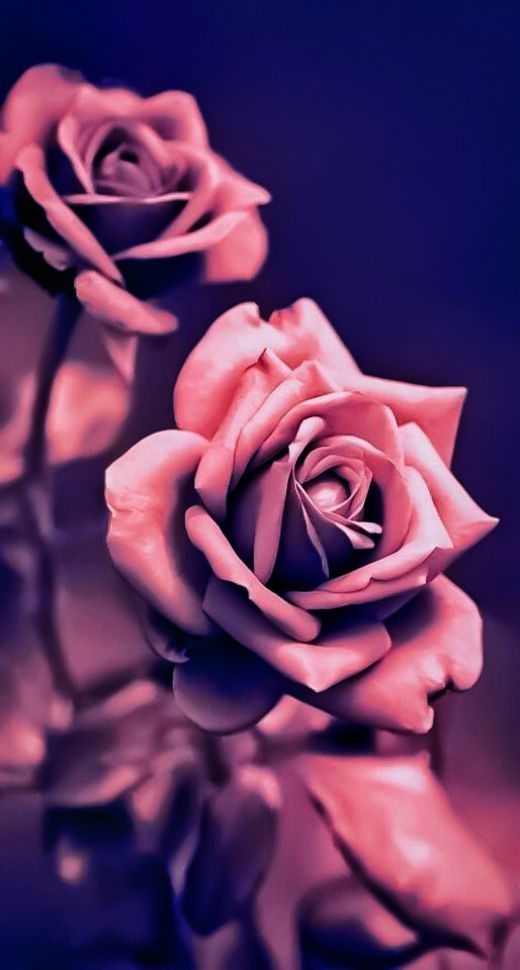 Iphone Fondo De Pantalla Gadget Obsession Significado - Flower Wallpaper Android - HD Wallpaper 