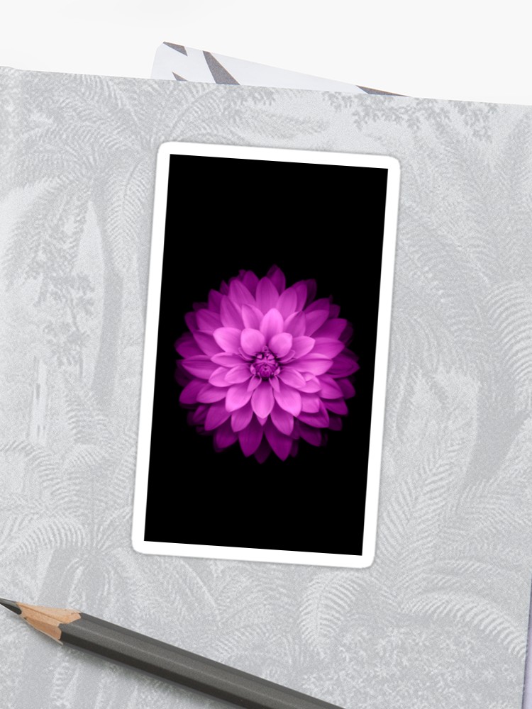 Shane Topp X Noah Grossman - HD Wallpaper 