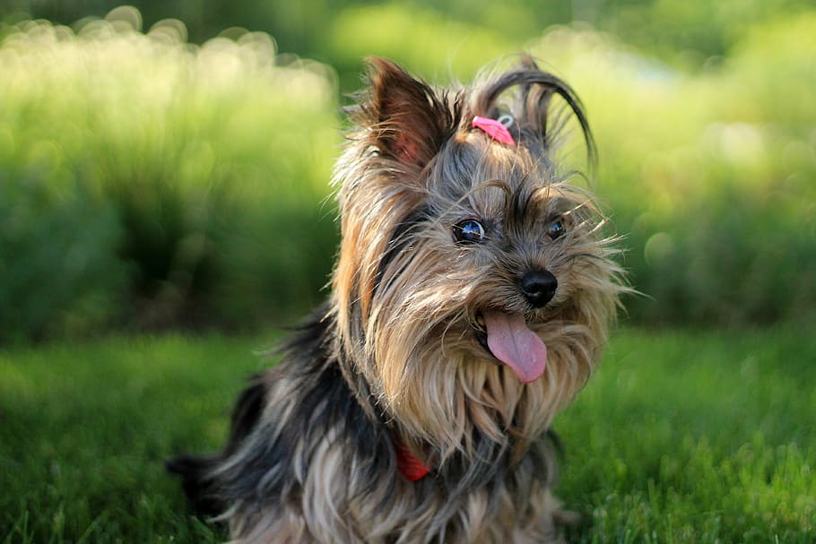 Selective Focus Photography Of Adult Small Size Long - Yorkshire Terrier - HD Wallpaper 