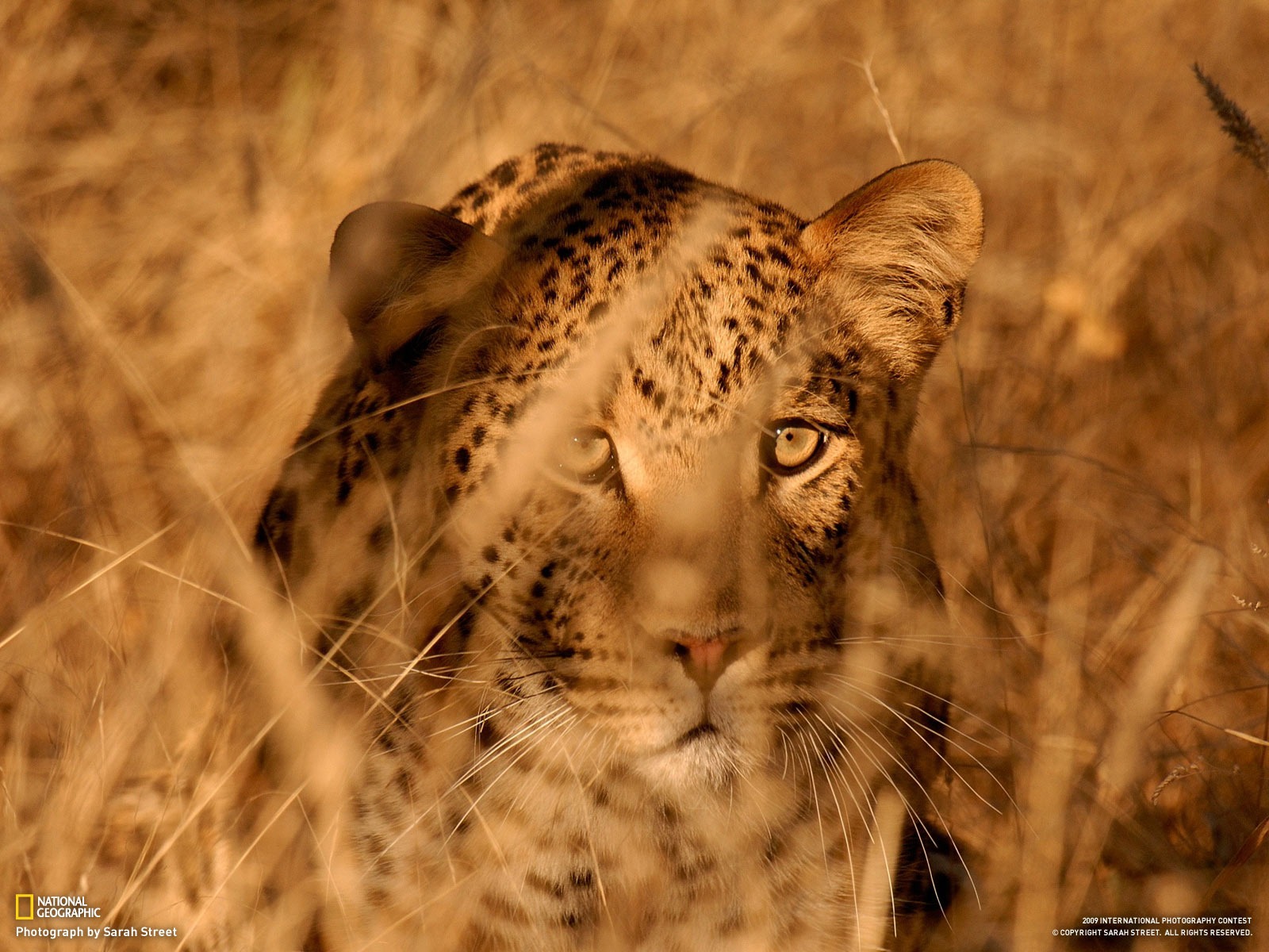 National Geographic Wallpapers Animal Articles - Leopard In Tall Grass - HD Wallpaper 