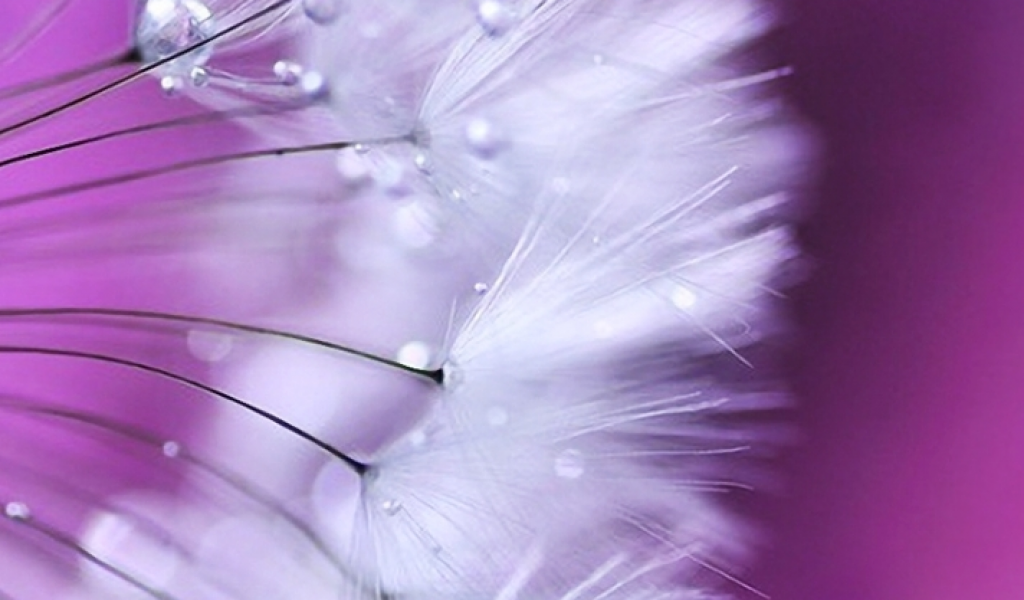 Pink And Purple Dandelion - HD Wallpaper 