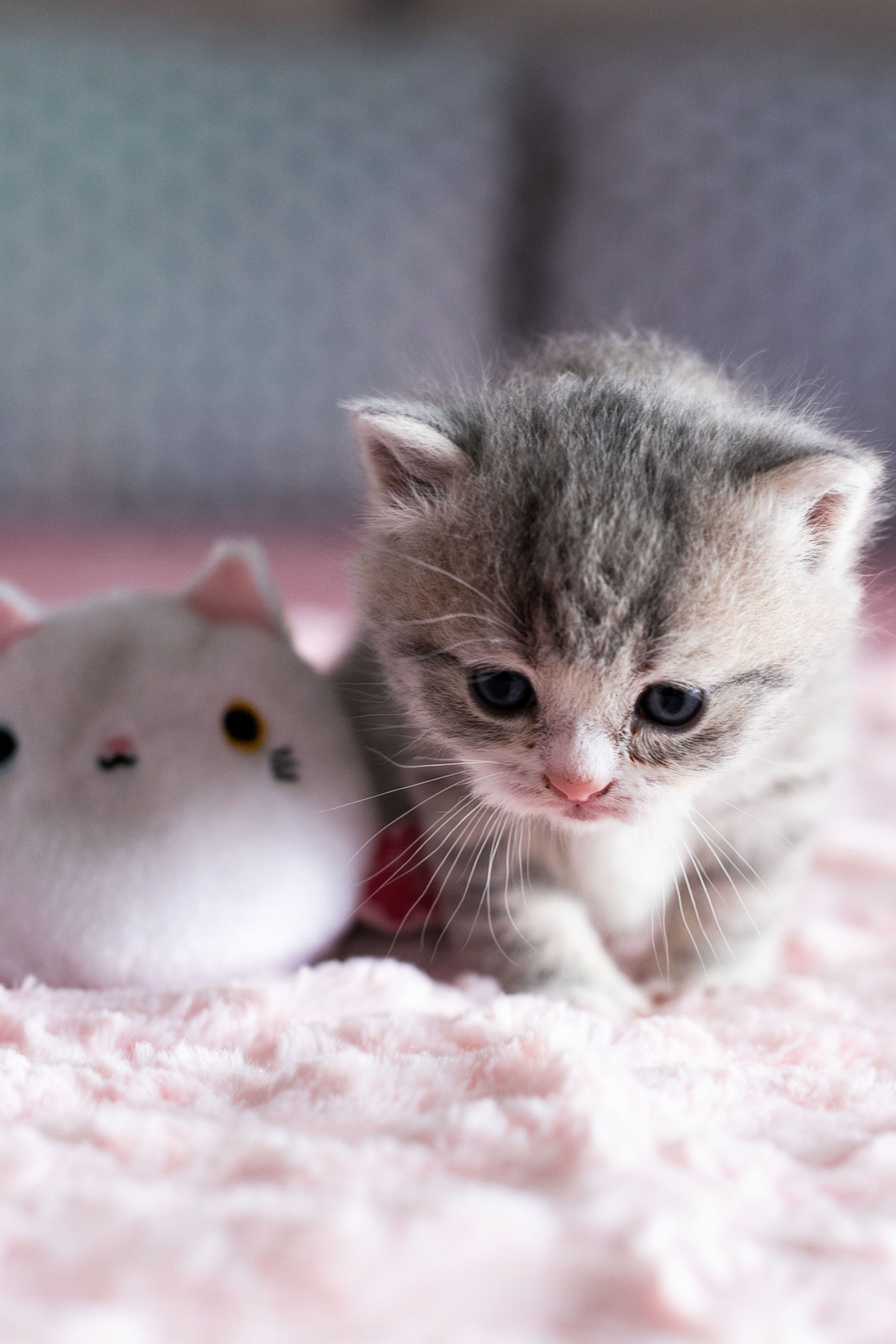Cute Cat - 4500x6750 Wallpaper Cute Cat - 4500x6750 Wallpaper