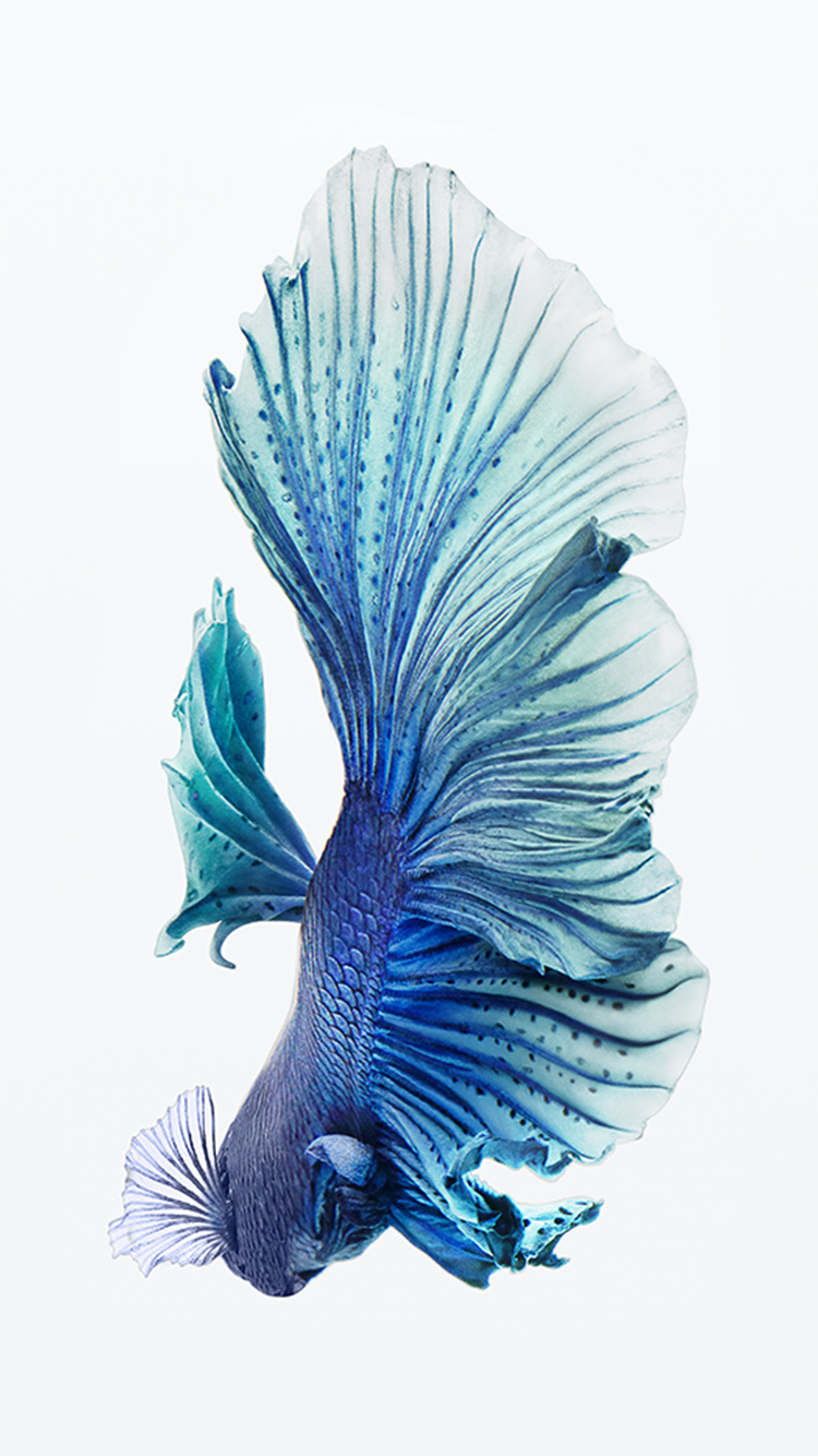 Iphone 6s Wallpaper Hd Fish 750x1334 Wallpaper Teahub Io Iphone 6s Wallpaper Hd Fish 750x1334 Wallpaper Teahub Io